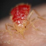 pest control toronto bed bugs