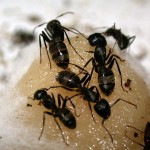 Ant Control sulutions in Edmonton.
