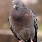 toronto_pigeon