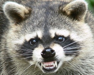 Wildlife control technicians performing raccoon removal in toronto.