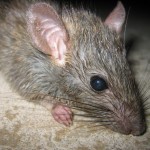 Rat control solutions in Edmonton.