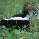 skunk_removal