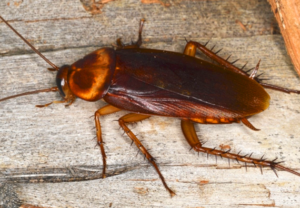 American cockroach