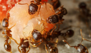 Ant Exterminator Edmonton