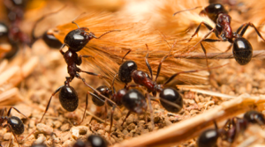 Carpenter Ant Removal Edmonton