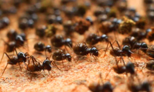 Ant extermination