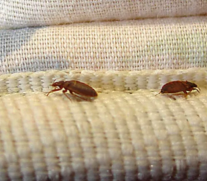 bedbugs in Alberta