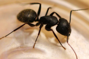 Black carpenter Ant Edmonton