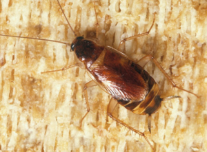 Brown cockroach Edmonton