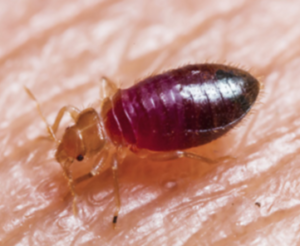 Edmonton Bed bugs