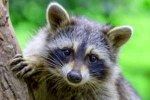 Edmonton Raccoon Removal