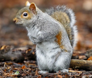 Edmonton Squirrel control