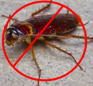 Edmonton cockroach removal