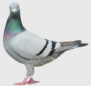 Pigeon Control Services Edmonton