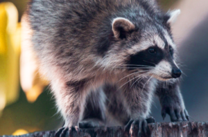 Raccoon Removal Services Edmonton