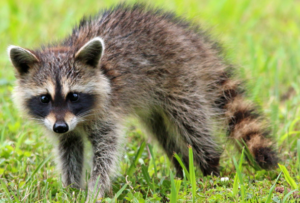 Raccoon Wildlife control Edmonton