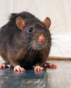 Rat Extermination Edmonton