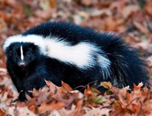 Skunks in Edmonton