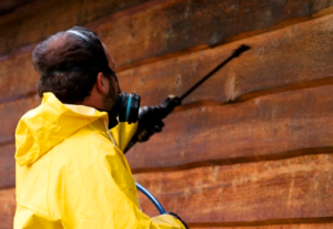 Termite Extermination Services