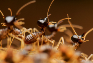 Termite infestation Edmonton