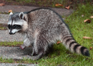 Wildlife Raccoon Removal