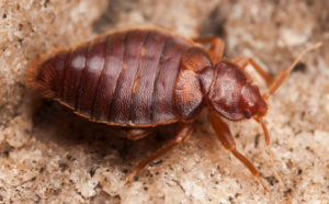 bedbug extermination service