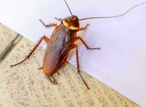 cockroach extermination