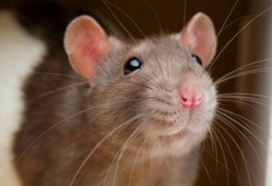 rat removal Edmonton