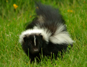skunk removal services