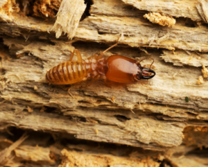 termite pest control